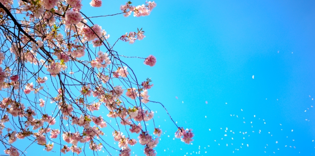 f:id:happylifeis:20180603184752j:plain f:id:happylifeis:20180603184752j:plain