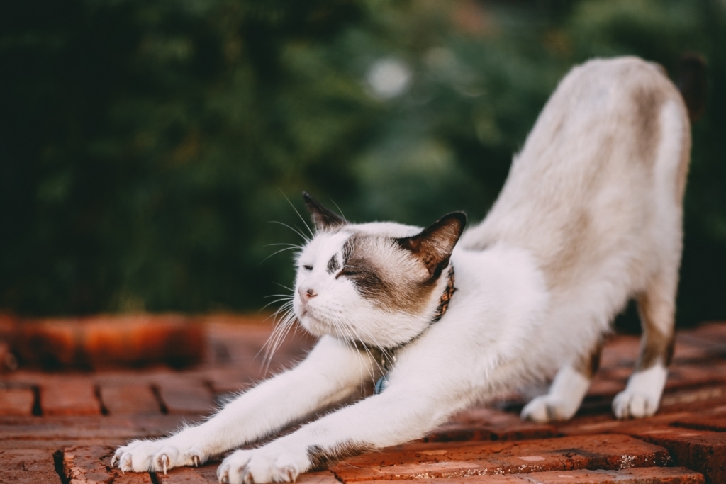 f:id:happylifeis:20180607160701j:plain f:id:happylifeis:20180607160701j:plain