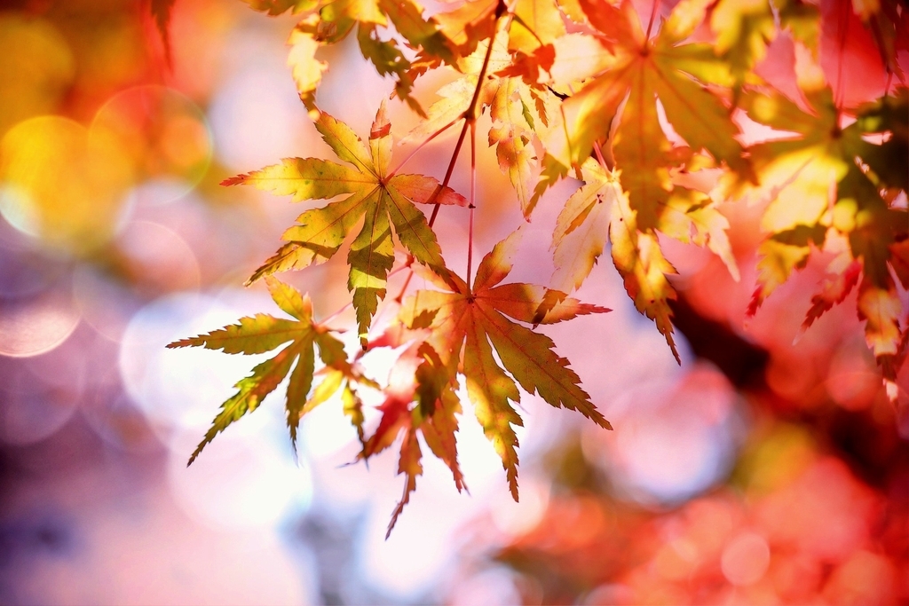 f:id:happylifeis:20181102143021j:plain f:id:happylifeis:20181102143021j:plain